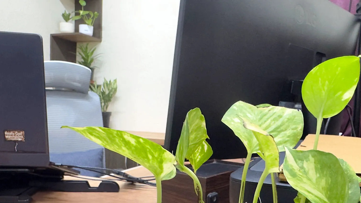 Money plant leaves close to the lens, with a grey office chair and a shelf of potted plants behind