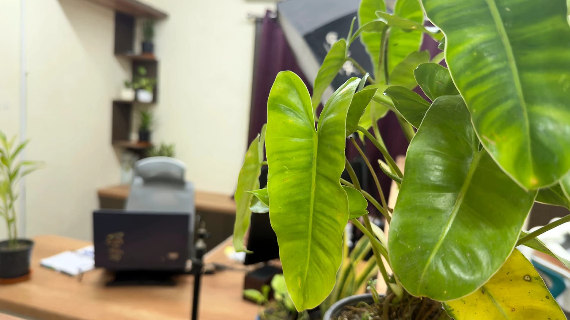 Large green philodendron leaves in focus, with a blurred desk, the rear of a monitor and a wall shelf of potted plants behind, Kolkata, India