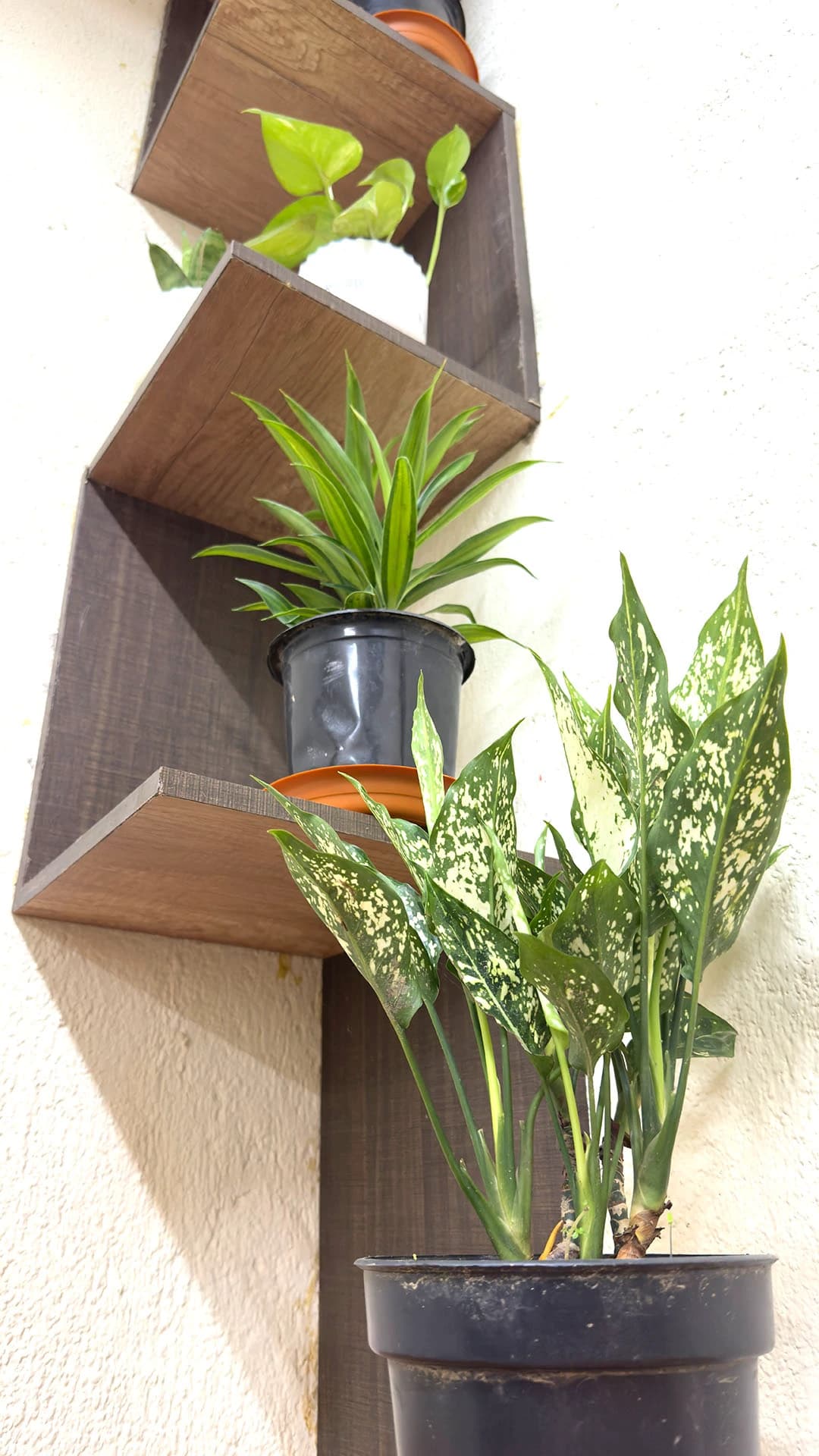 Potted plants along a wall-mounted shelf at the office, Kolkata, India