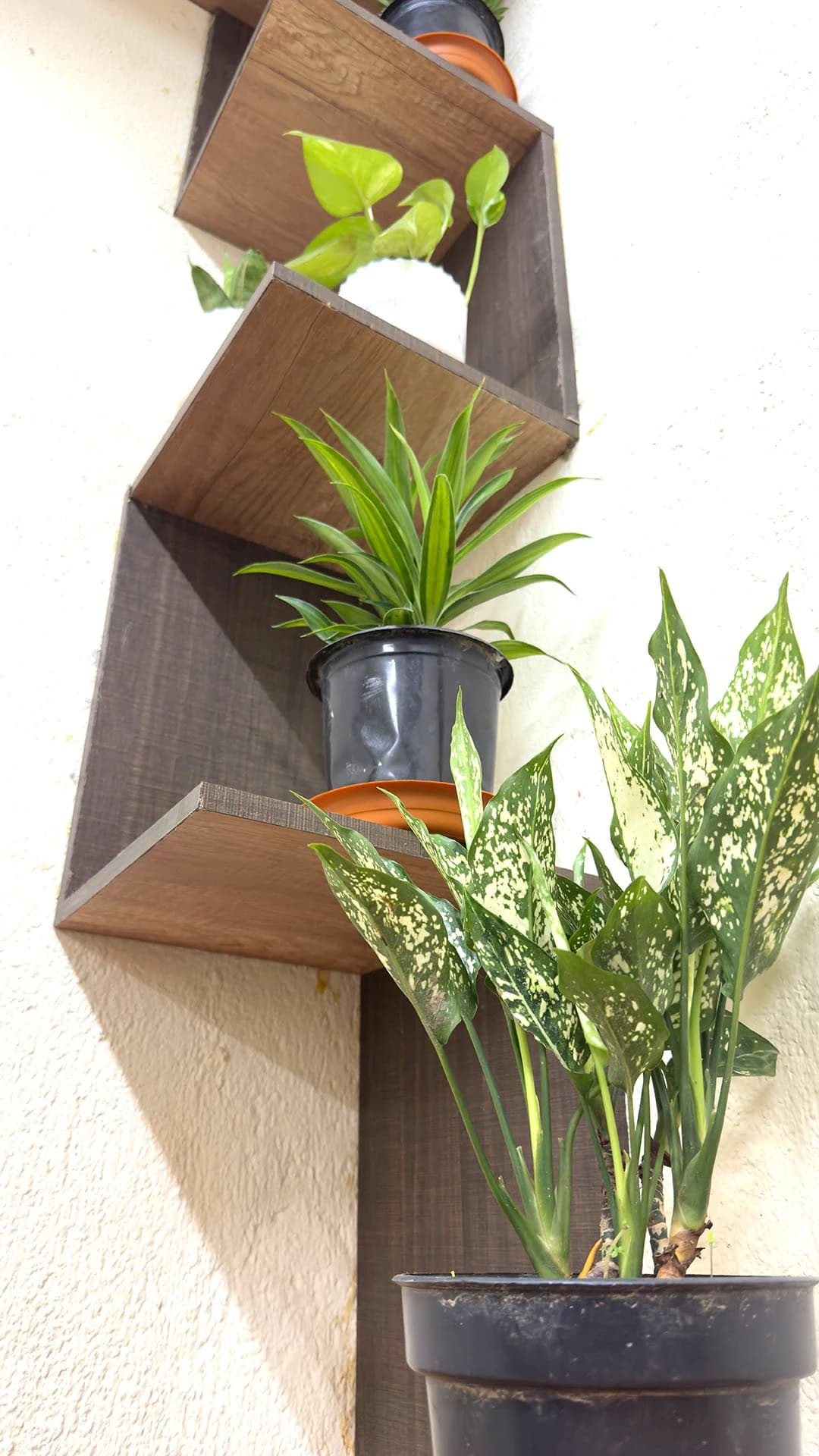 Potted plants climbing a zigzag wooden wall shelf, a speckled-leaf plant in front, Kolkata, India